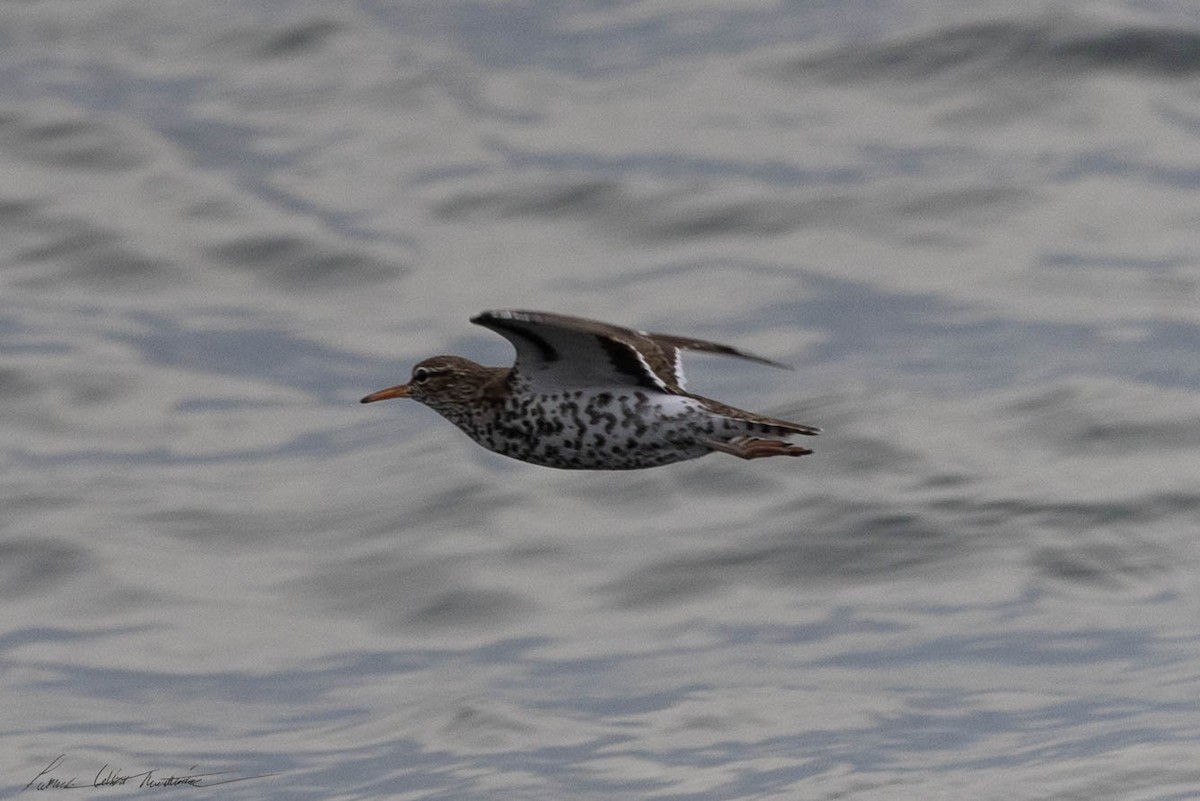 Spotted Sandpiper - Patrick Colbert Muetterties