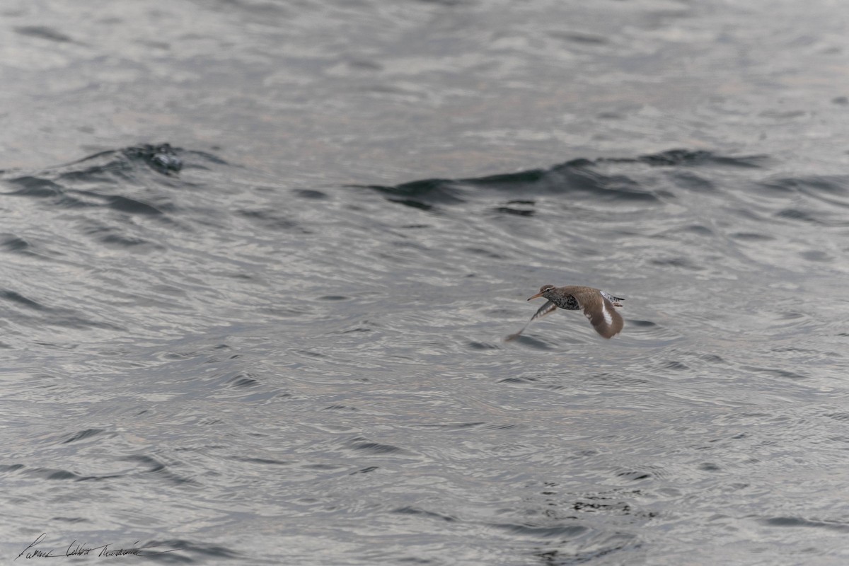 Spotted Sandpiper - Patrick Colbert Muetterties