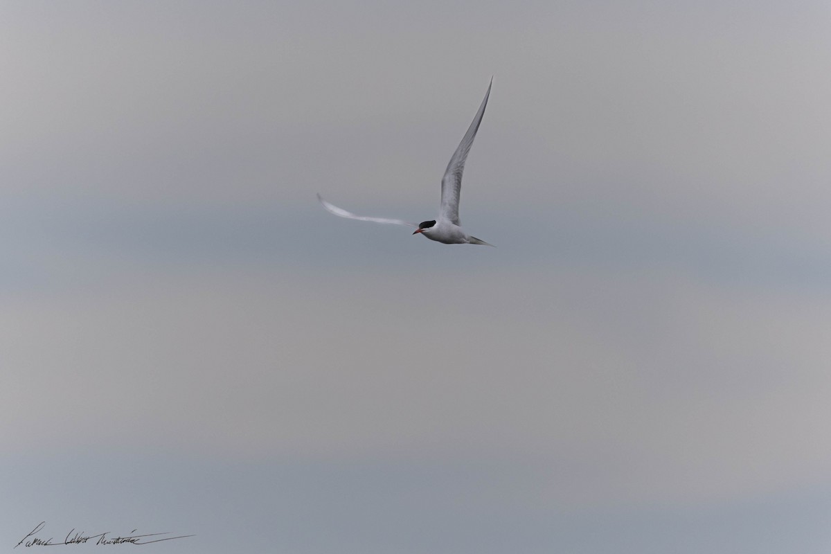 Common Tern - Patrick Colbert Muetterties