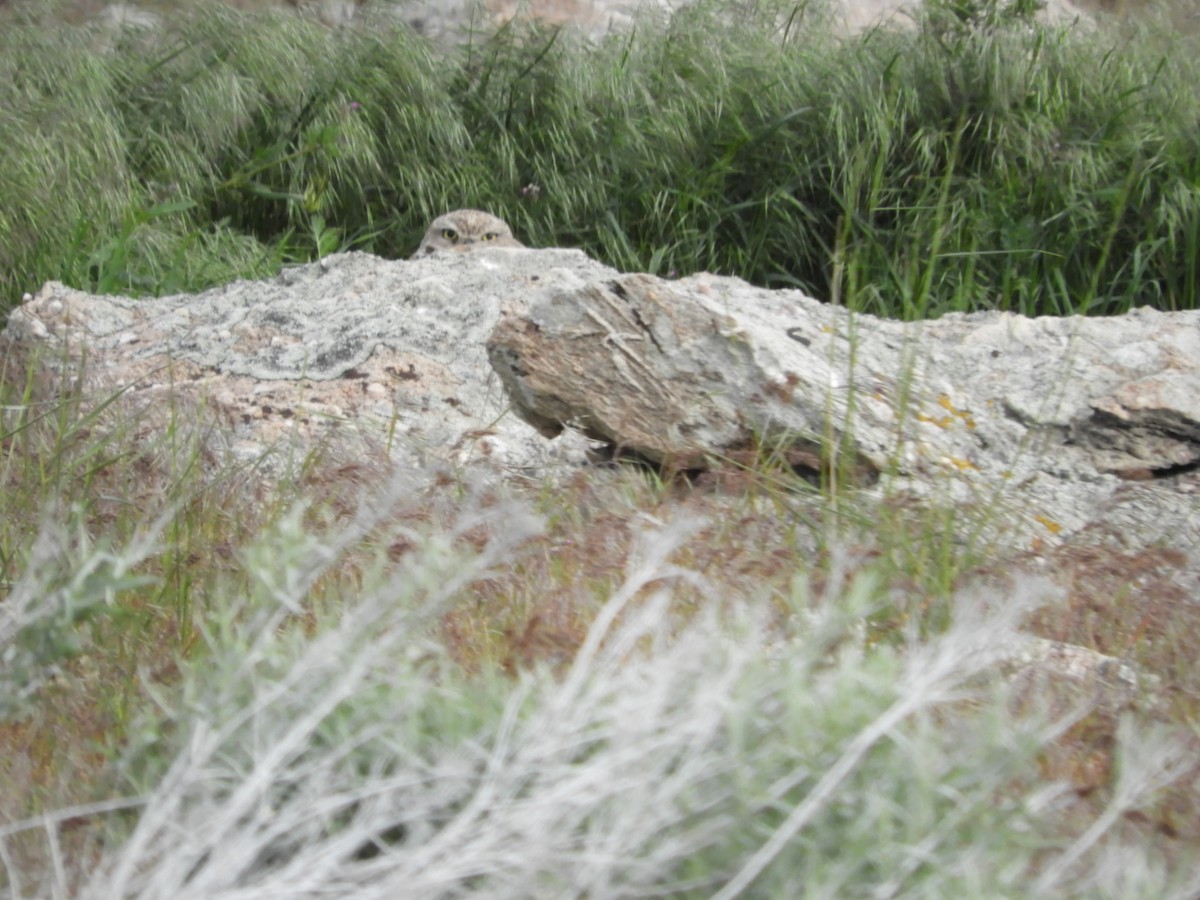 Burrowing Owl - Thomas Bürgi