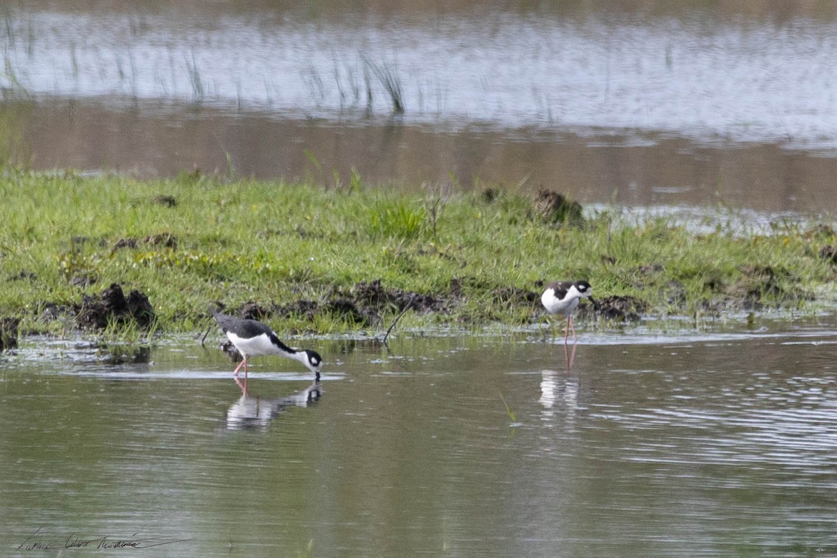 Black-necked Stilt - Patrick Colbert Muetterties