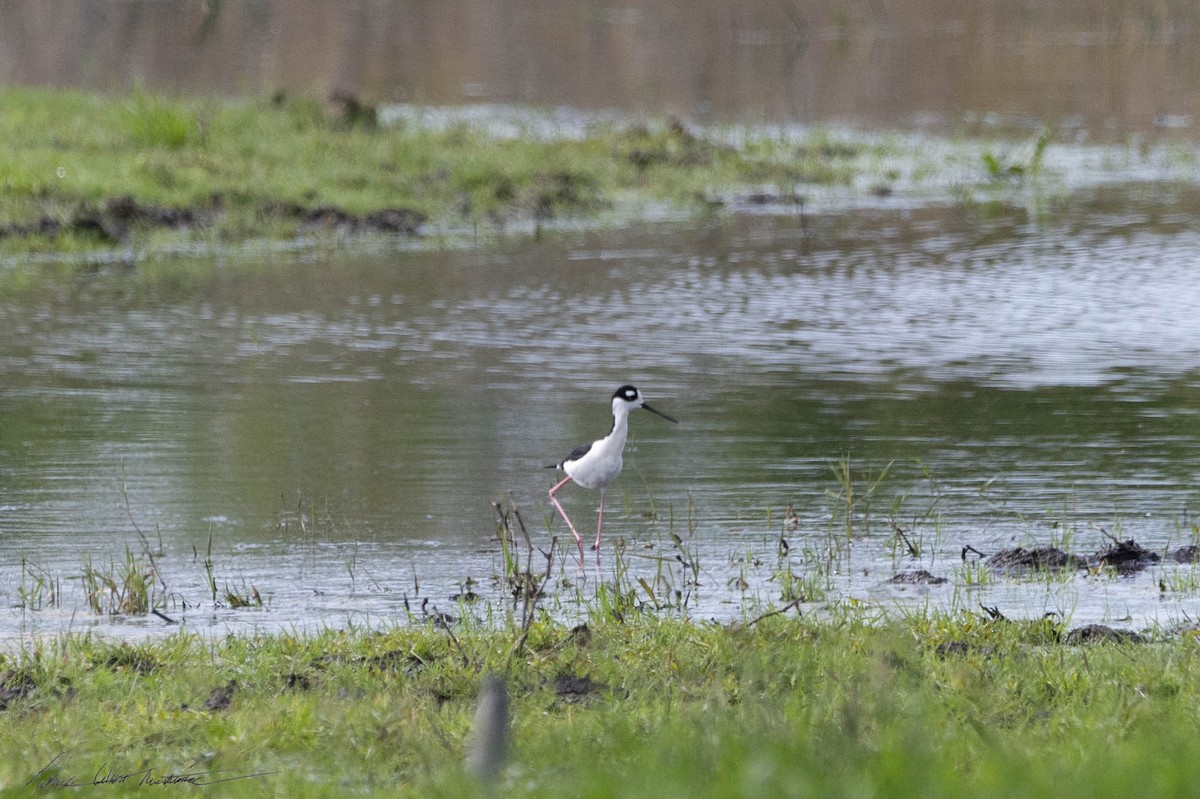 Black-necked Stilt - Patrick Colbert Muetterties