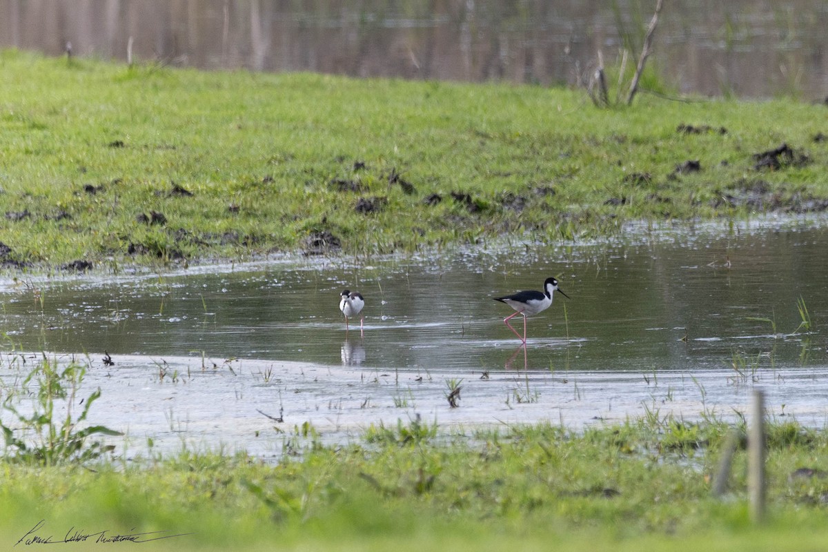 Black-necked Stilt - Patrick Colbert Muetterties