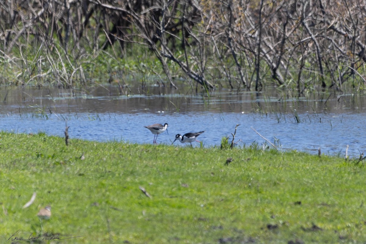 Black-necked Stilt - Patrick Colbert Muetterties