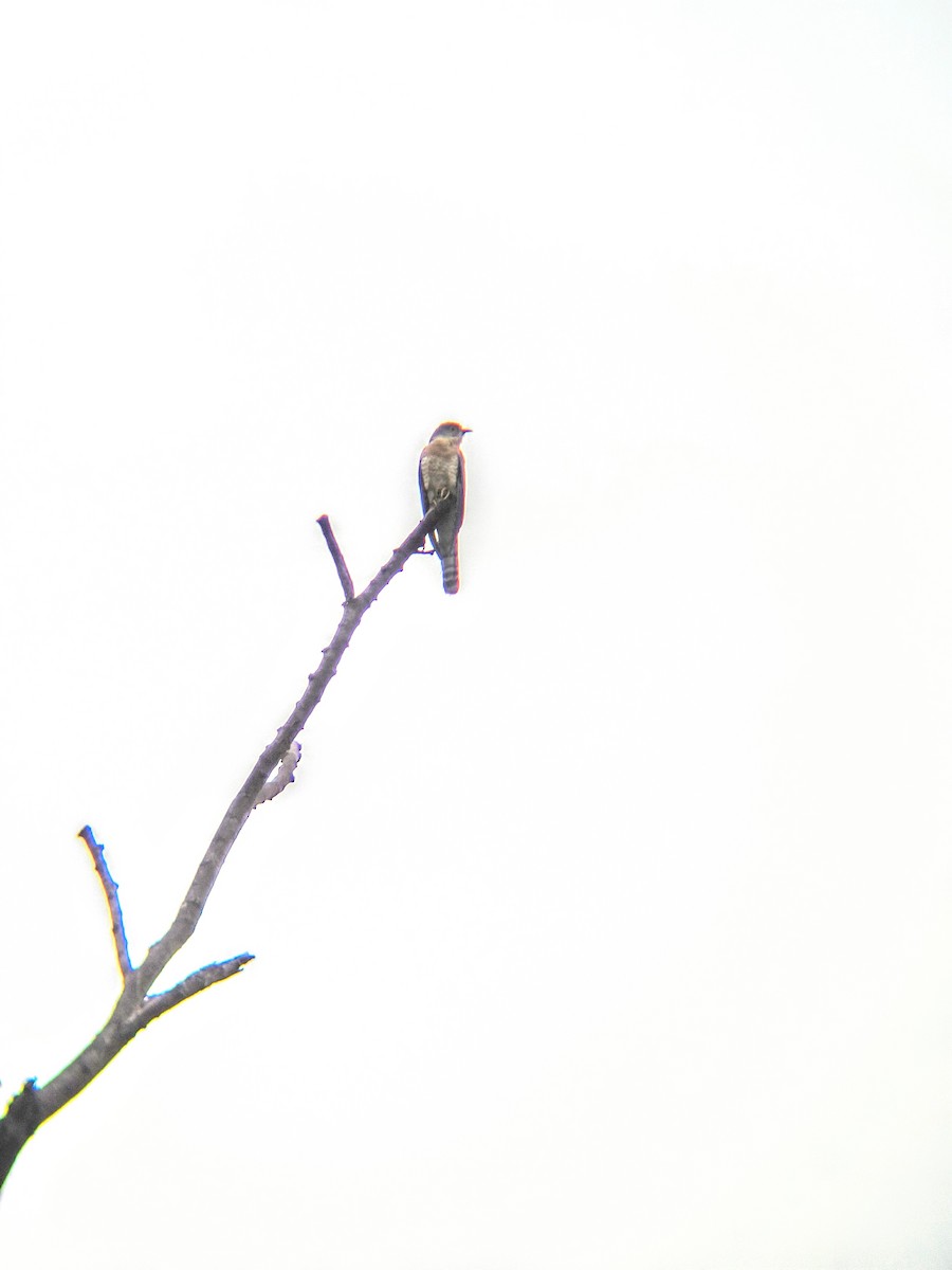 Common Hawk-Cuckoo - Mukesh Kumar
