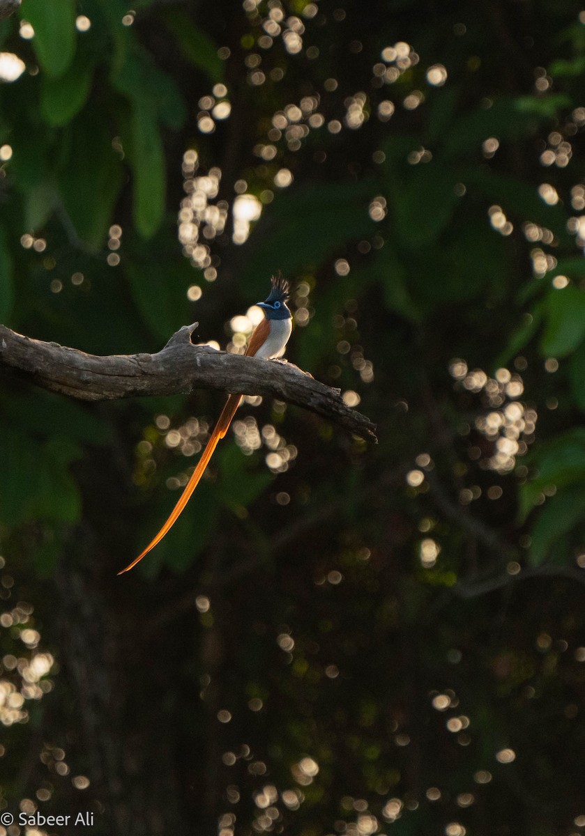 Indian Paradise-Flycatcher - sabeer ali