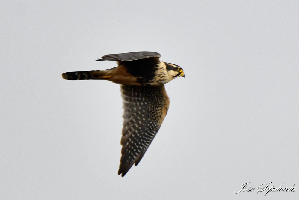 Aplomado Falcon - José Sepúlveda