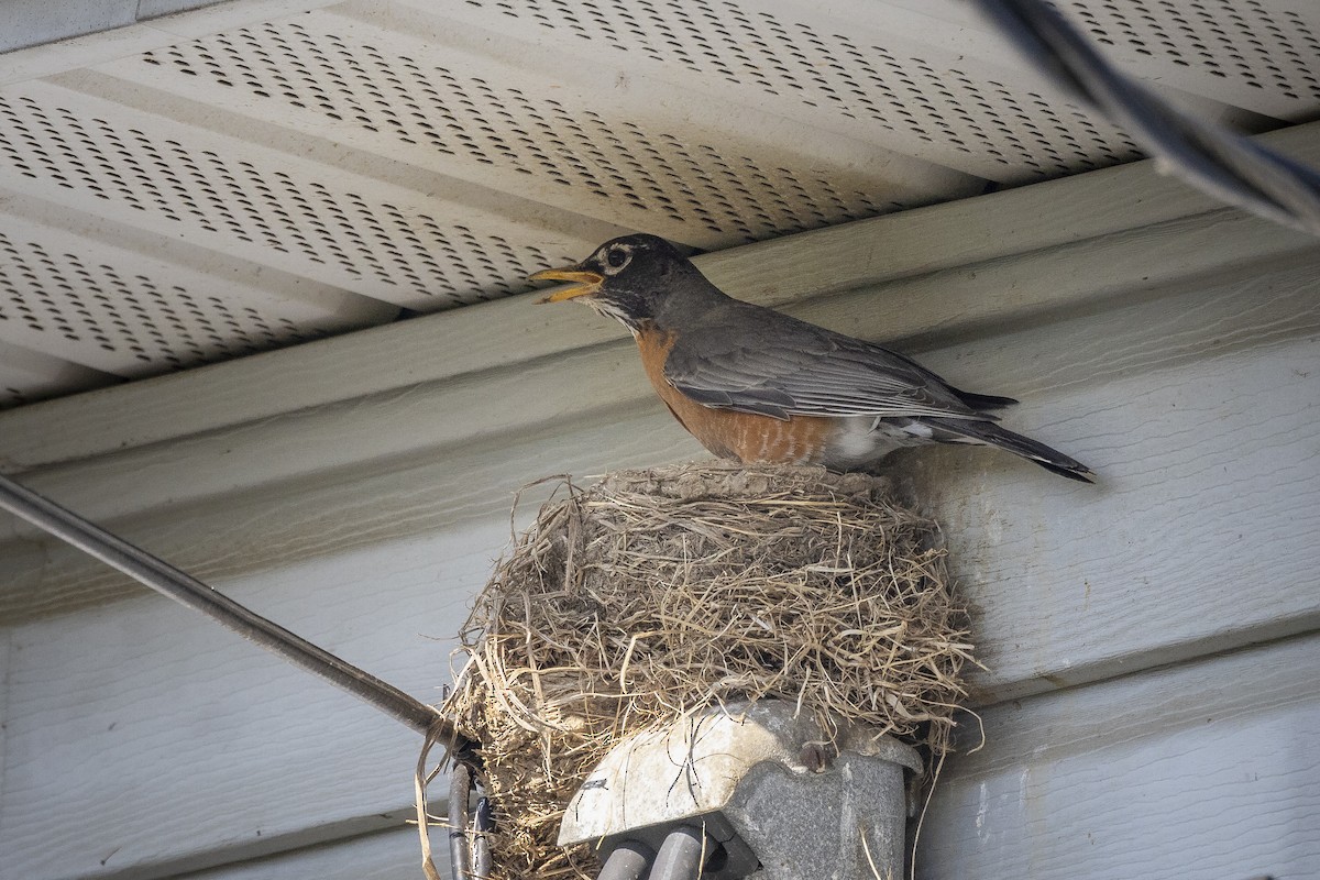 American Robin - Joel Bookhammer