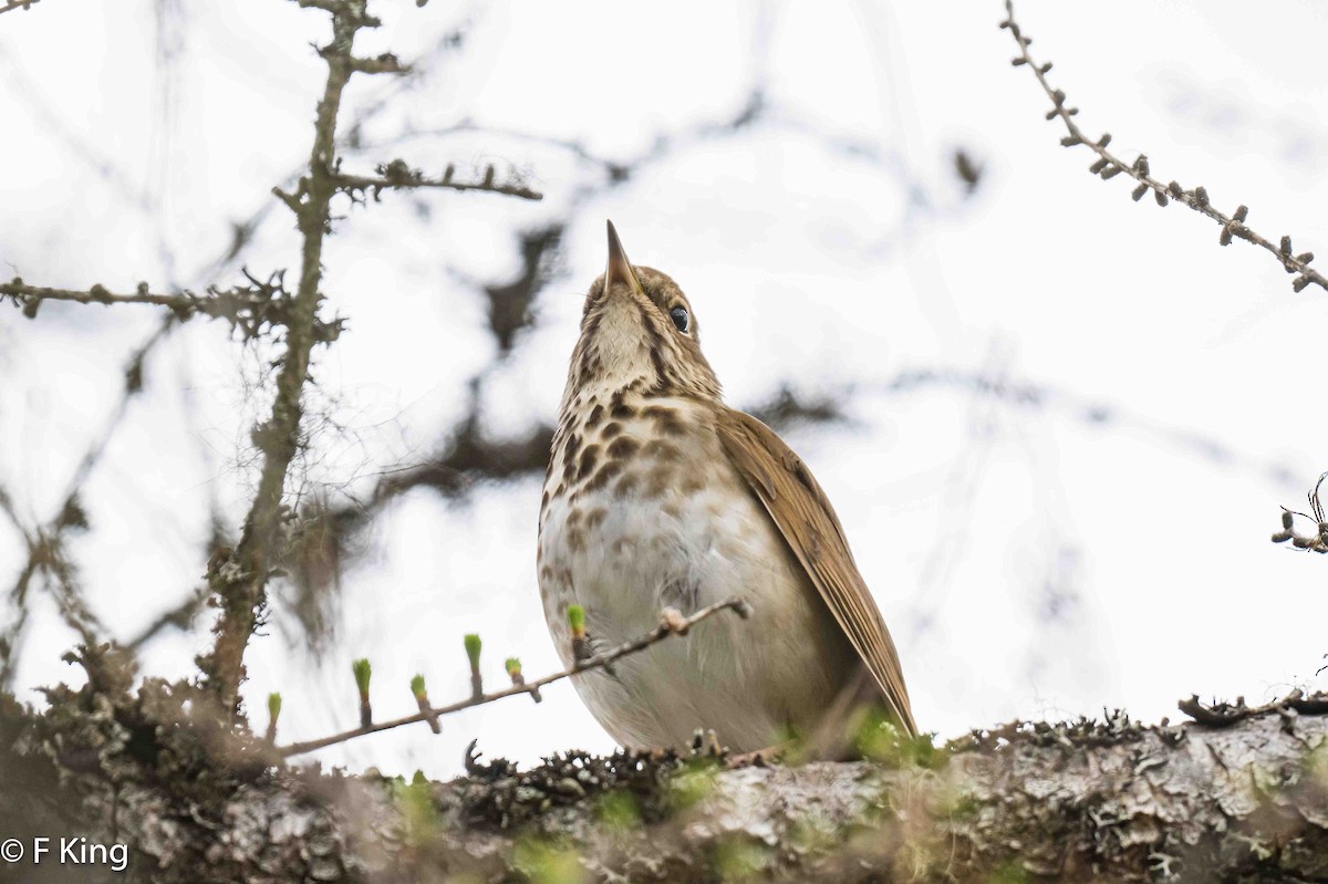 Hermit Thrush - Frank King