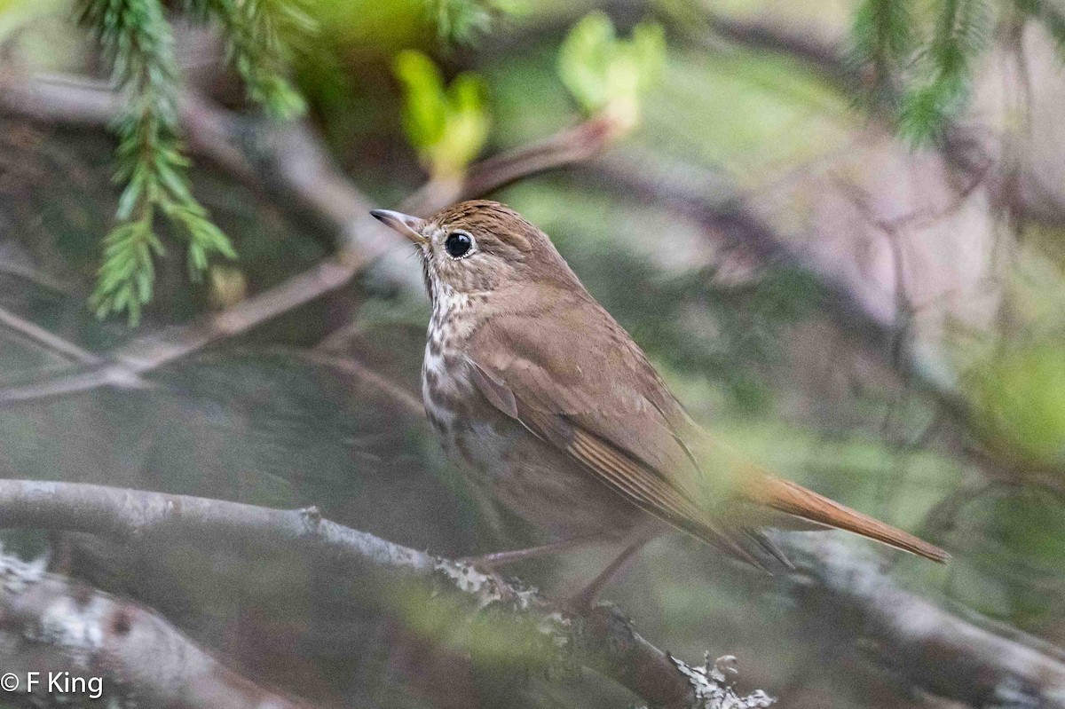 Hermit Thrush - Frank King