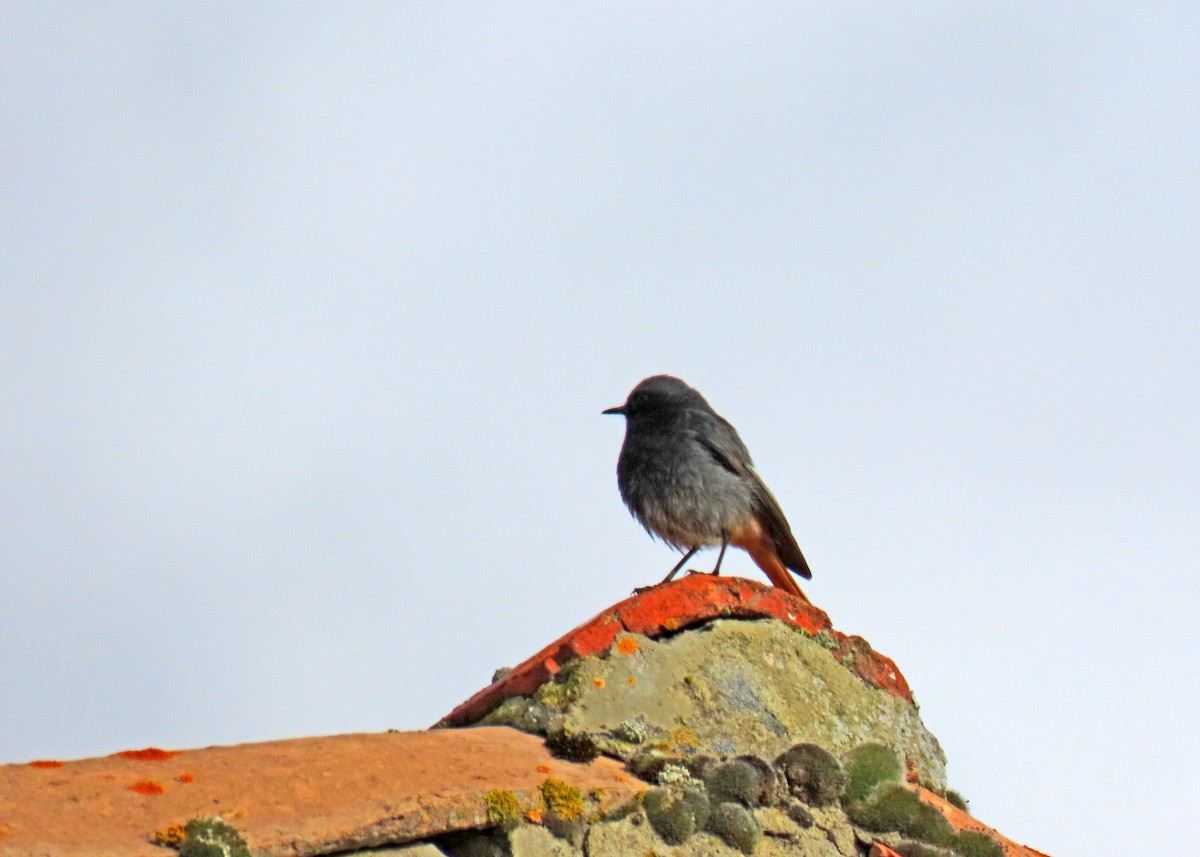 Black Redstart - ML619525134