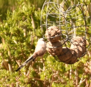 Long-tailed Tit - Sunanda Vinayachandran