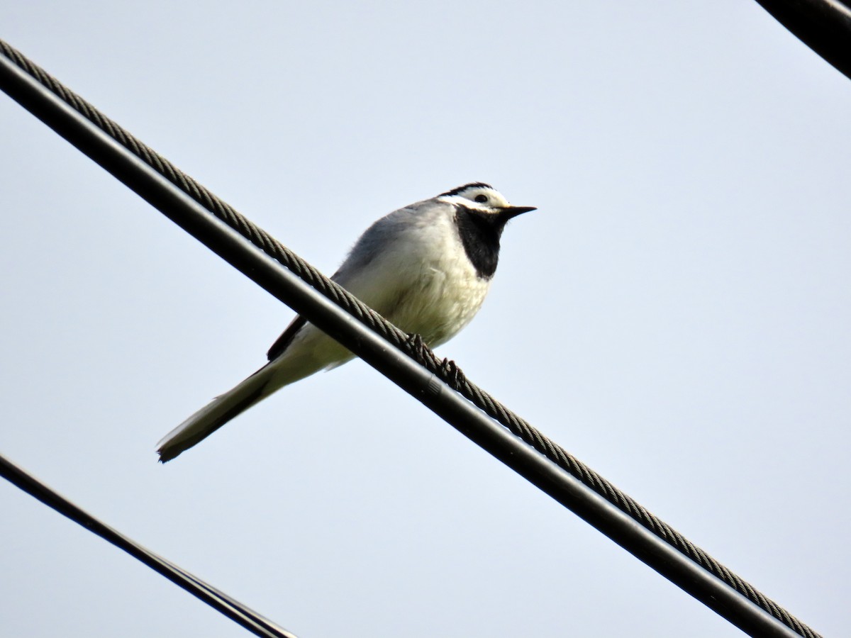 White Wagtail - ML619525142