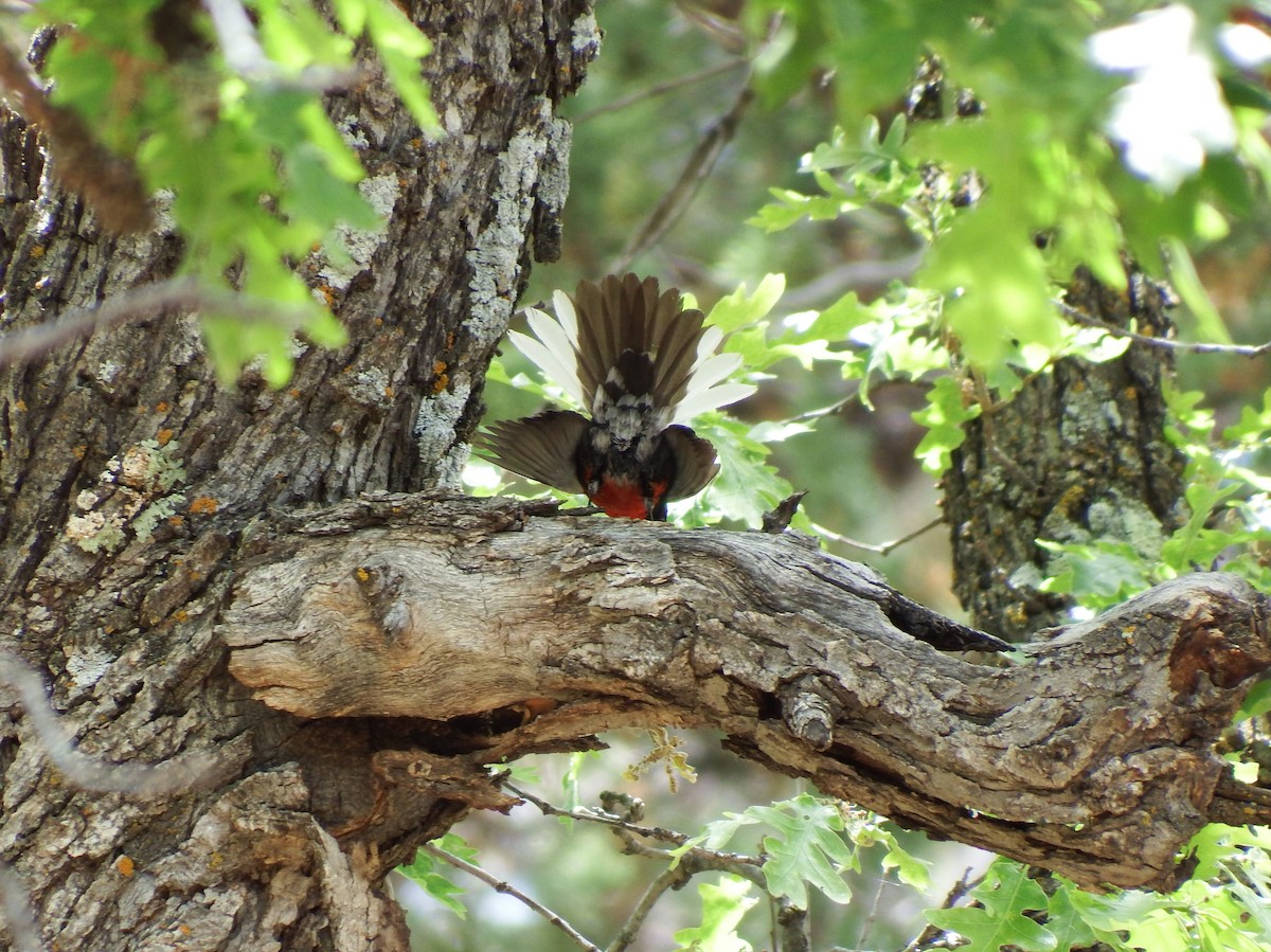 Painted Redstart - ML619525148