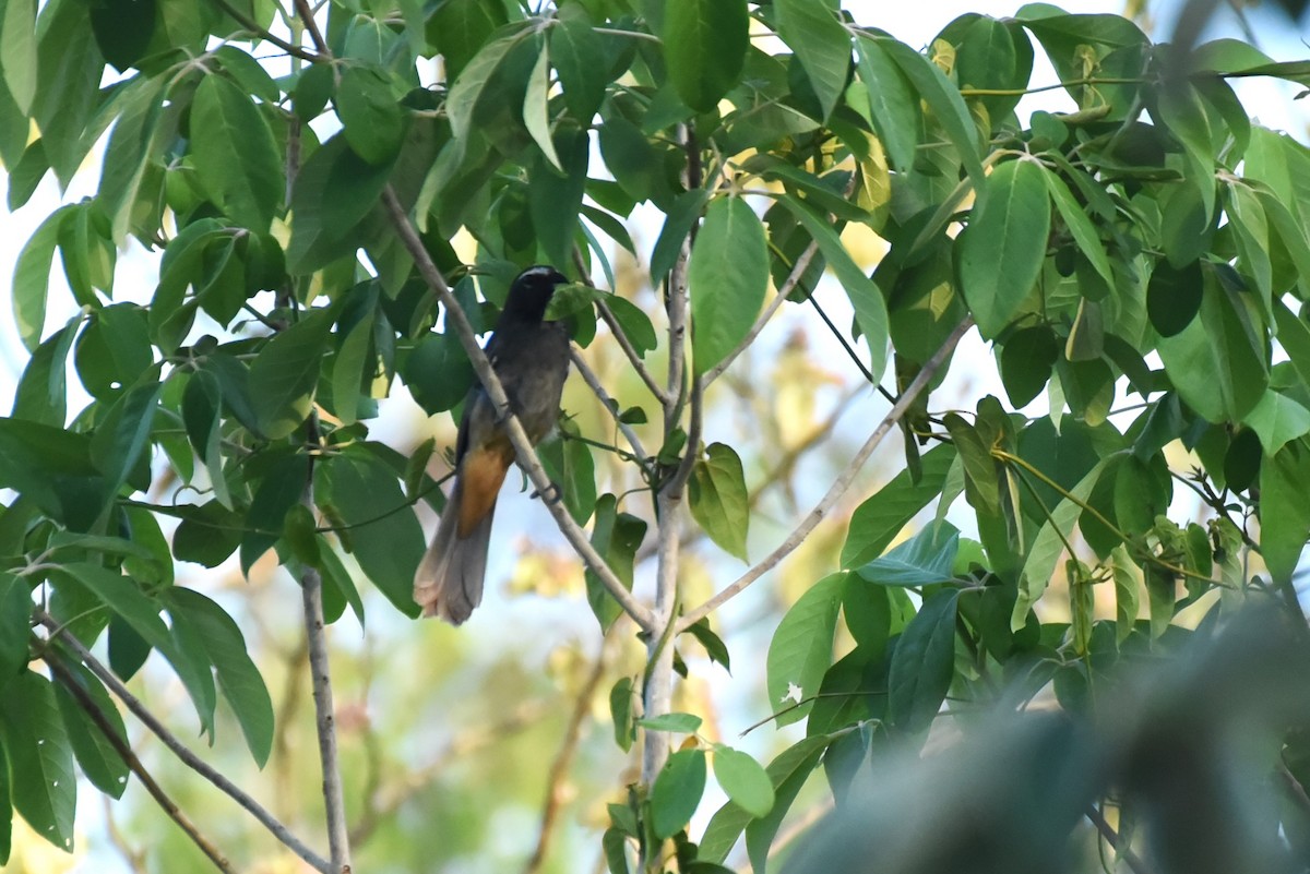 Cinnamon-bellied Saltator - Bruce Mast