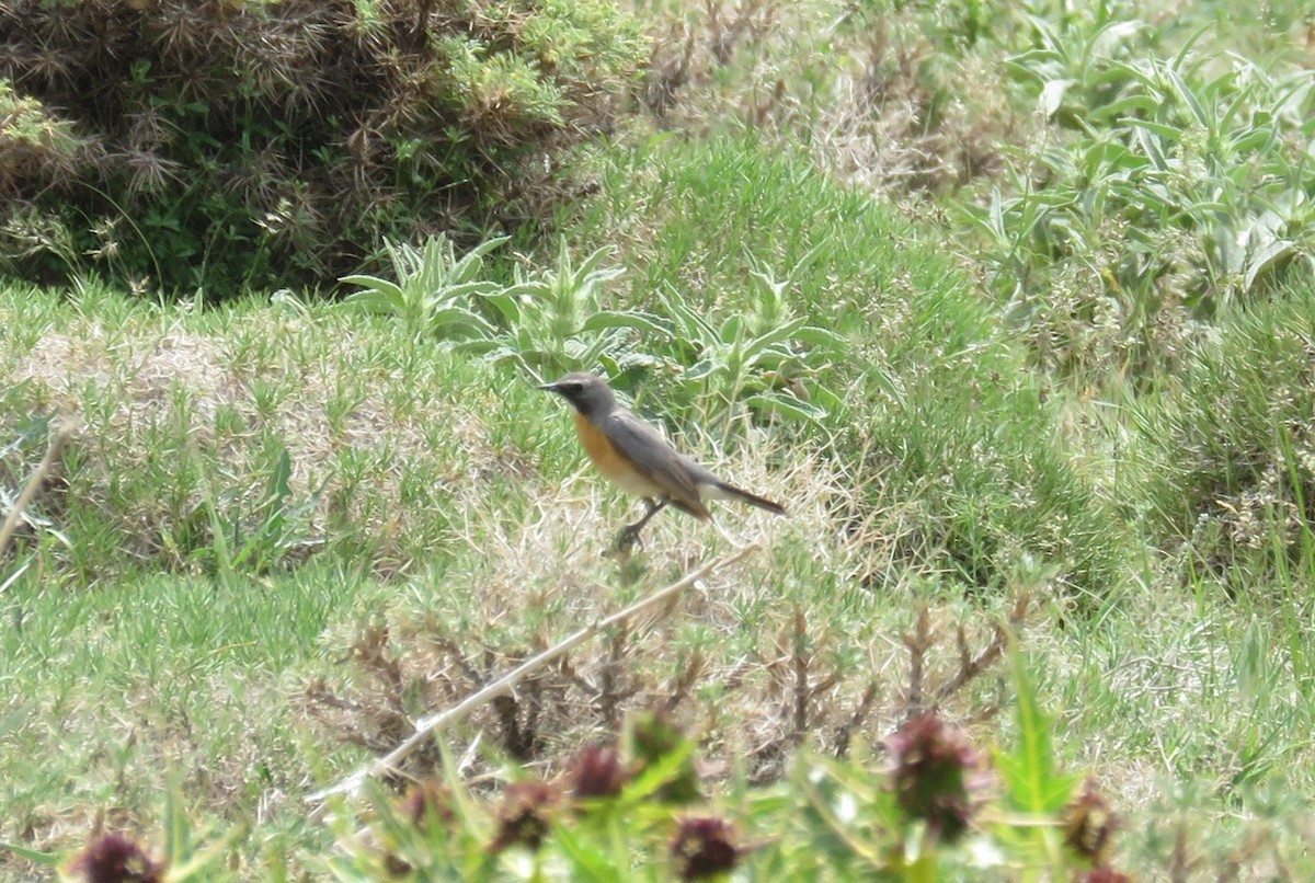 White-throated Robin - ML619525155