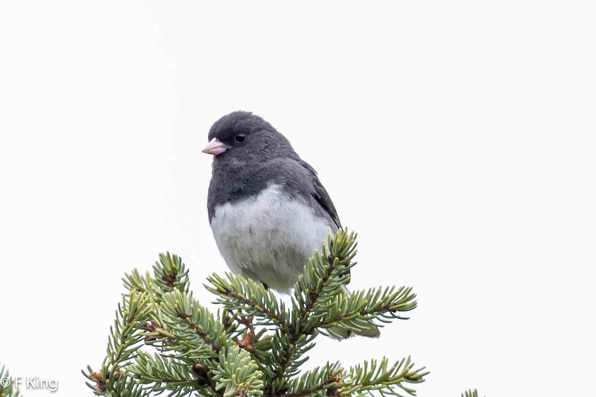 Dark-eyed Junco - Frank King