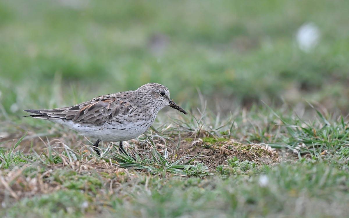 White-rumped Sandpiper - Christoph Moning