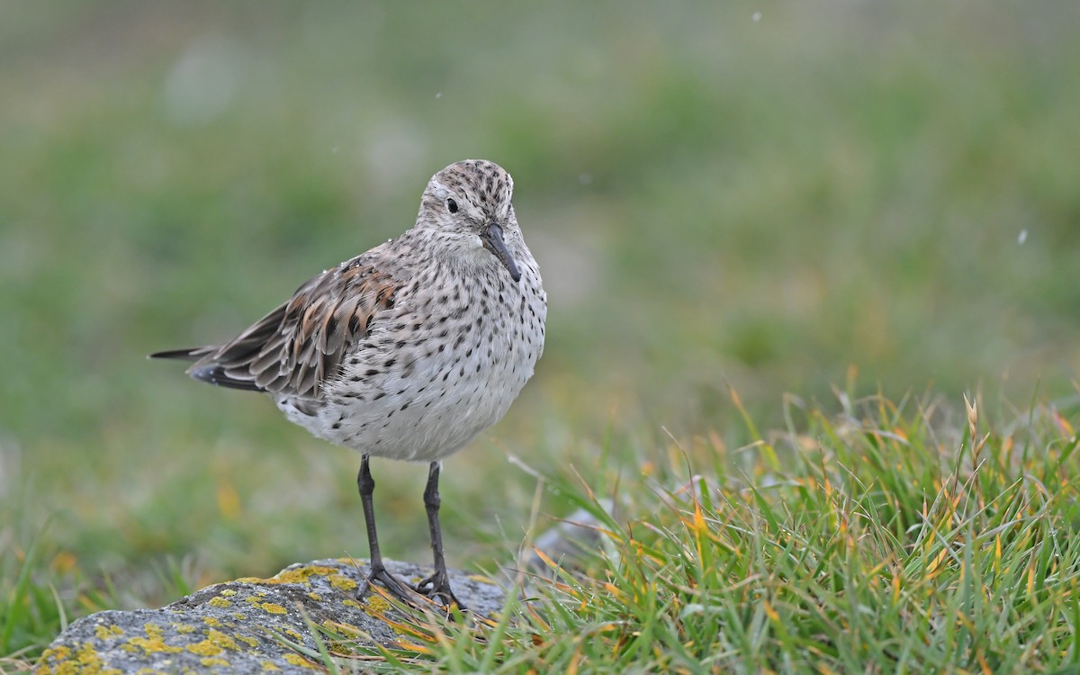 White-rumped Sandpiper - Christoph Moning