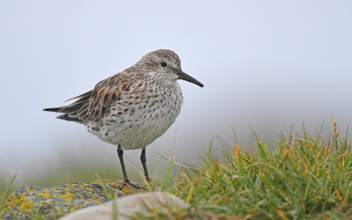 White-rumped Sandpiper - Christoph Moning