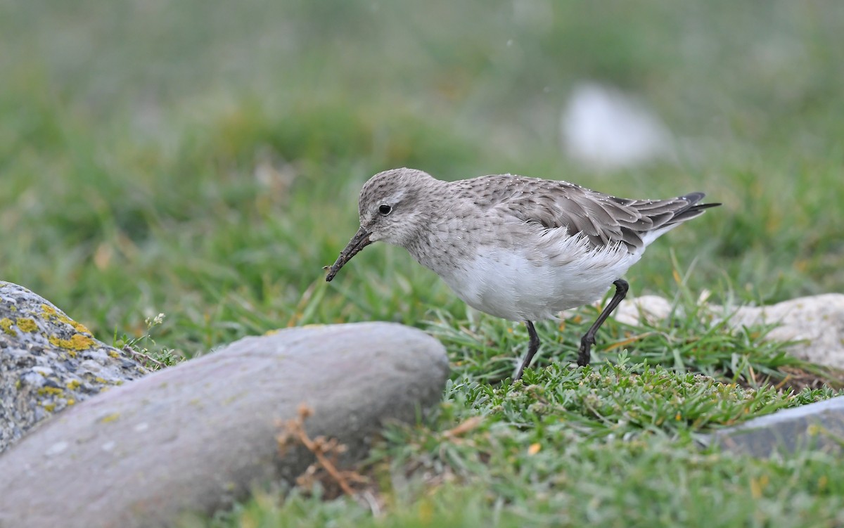 White-rumped Sandpiper - Christoph Moning