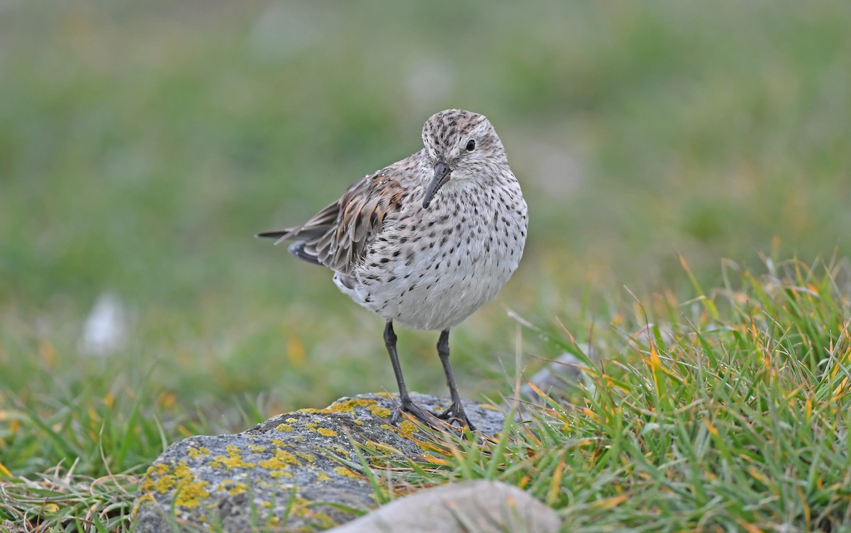 White-rumped Sandpiper - Christoph Moning