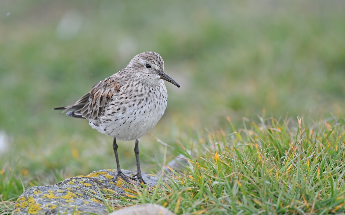 White-rumped Sandpiper - Christoph Moning