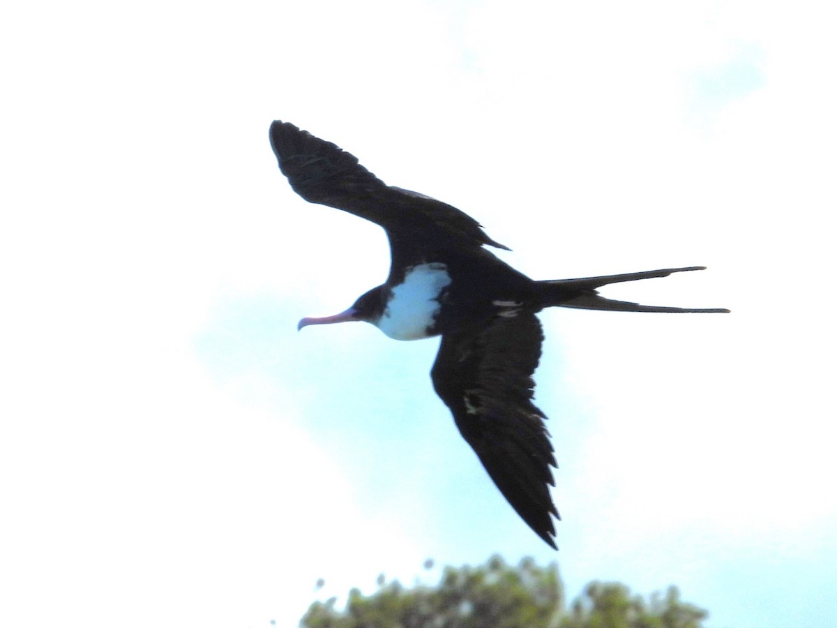Great Frigatebird - Nick Komar