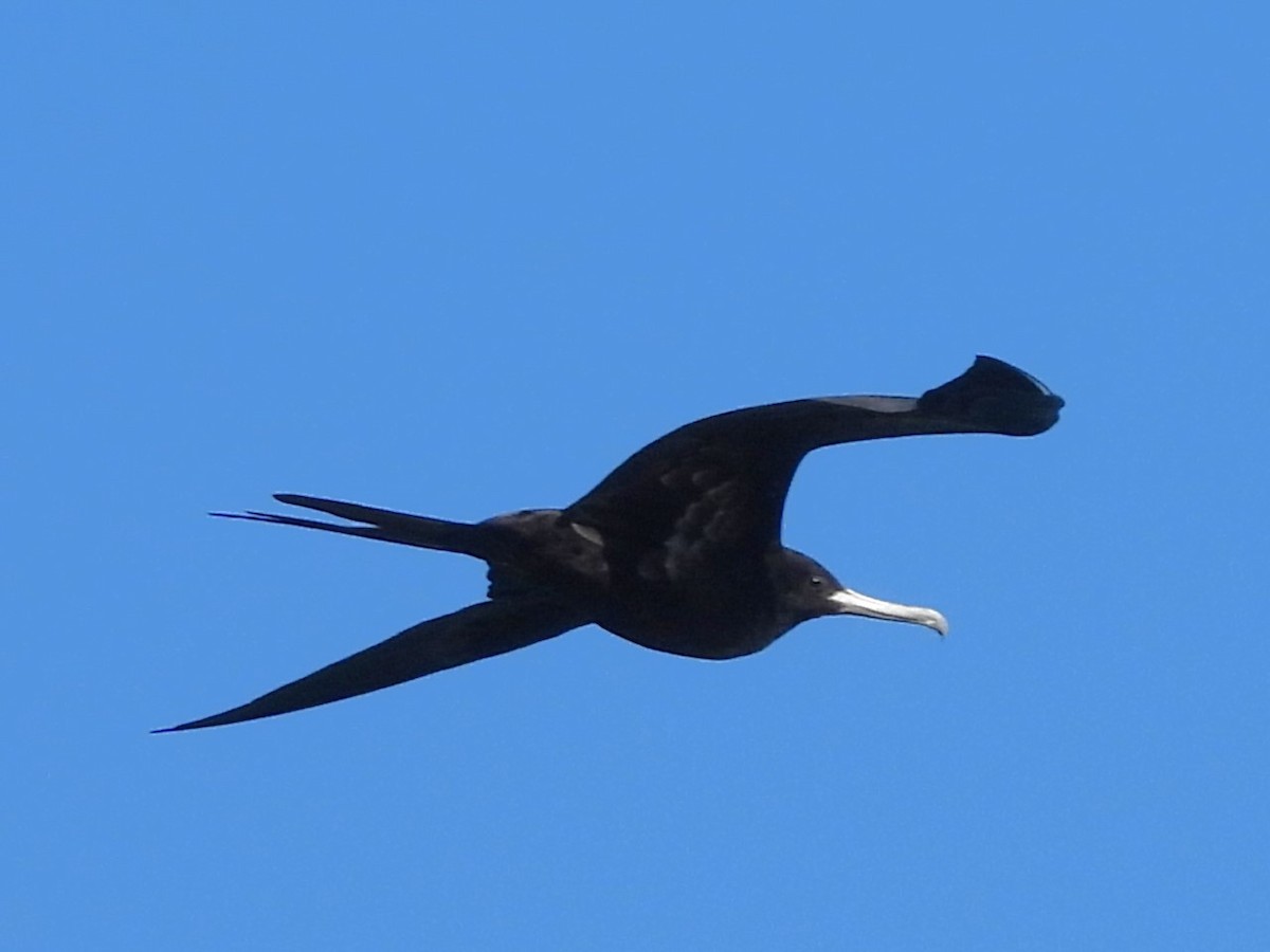 Great Frigatebird - Nick Komar