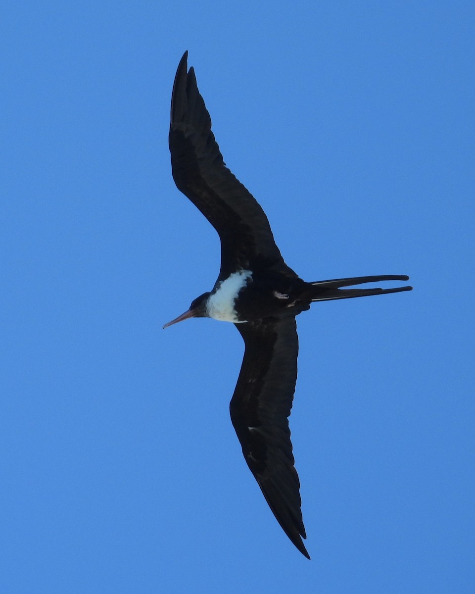 Great Frigatebird - Nick Komar