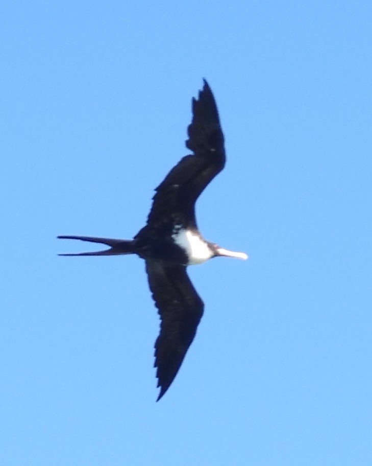 Great Frigatebird - Nick Komar