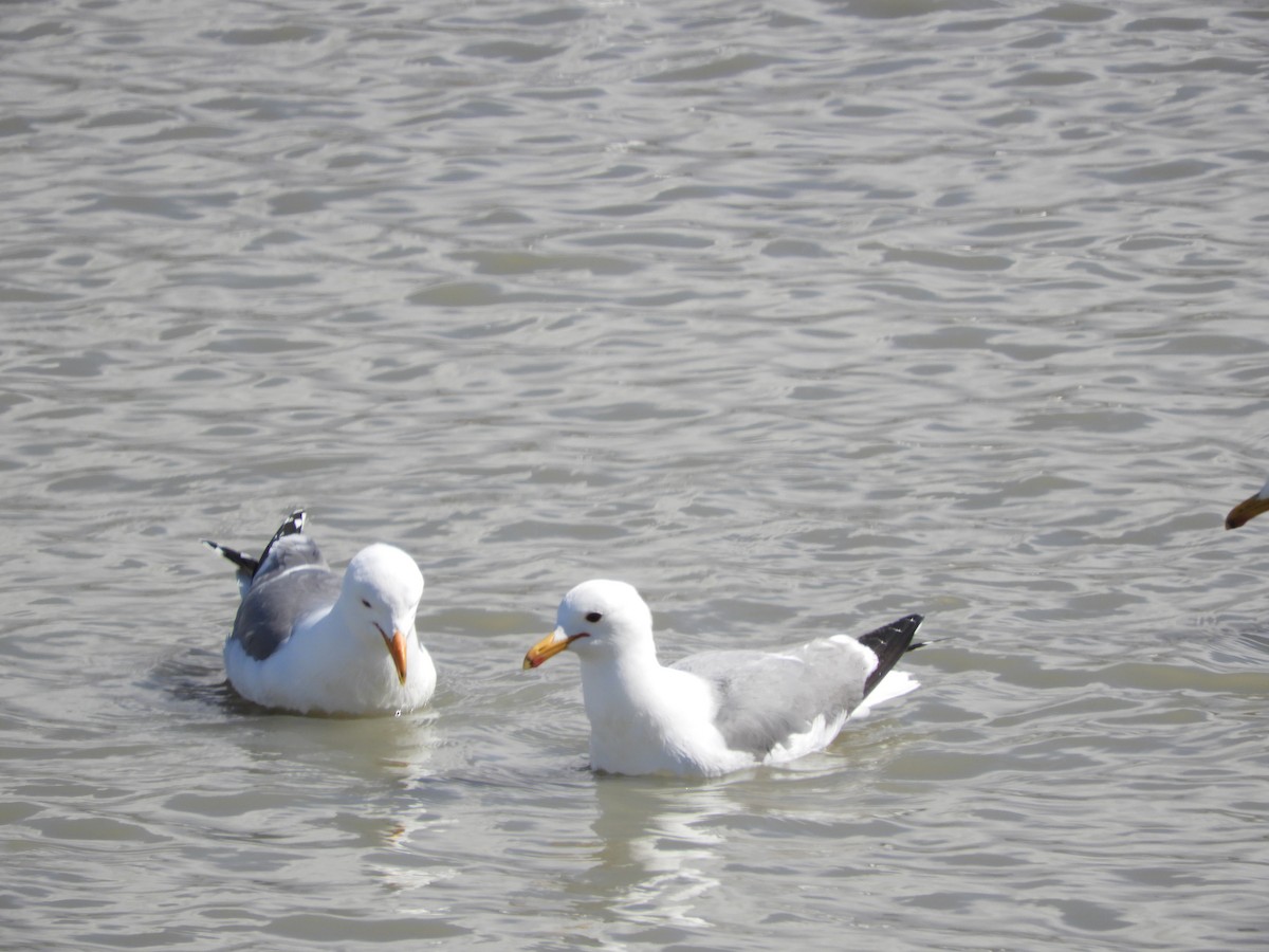 California Gull - Thomas Bürgi