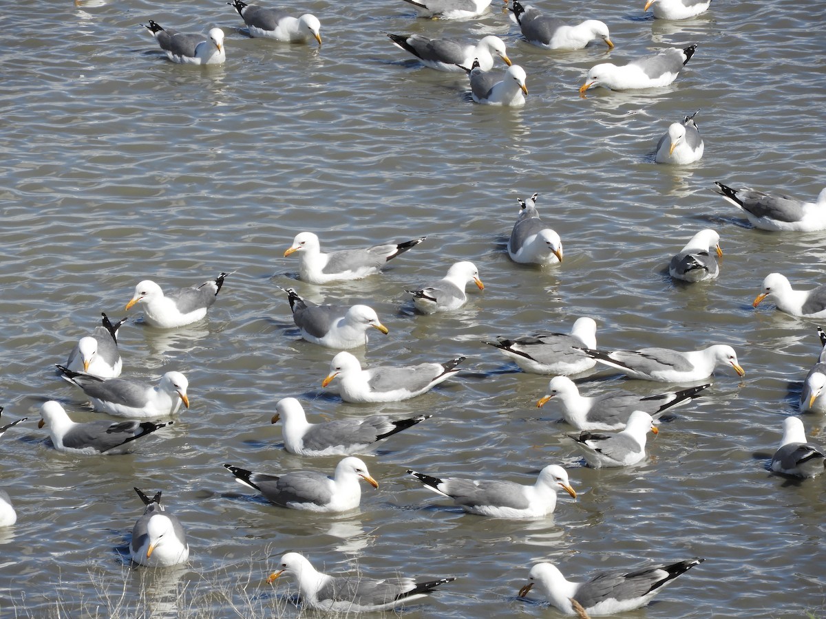 California Gull - Thomas Bürgi