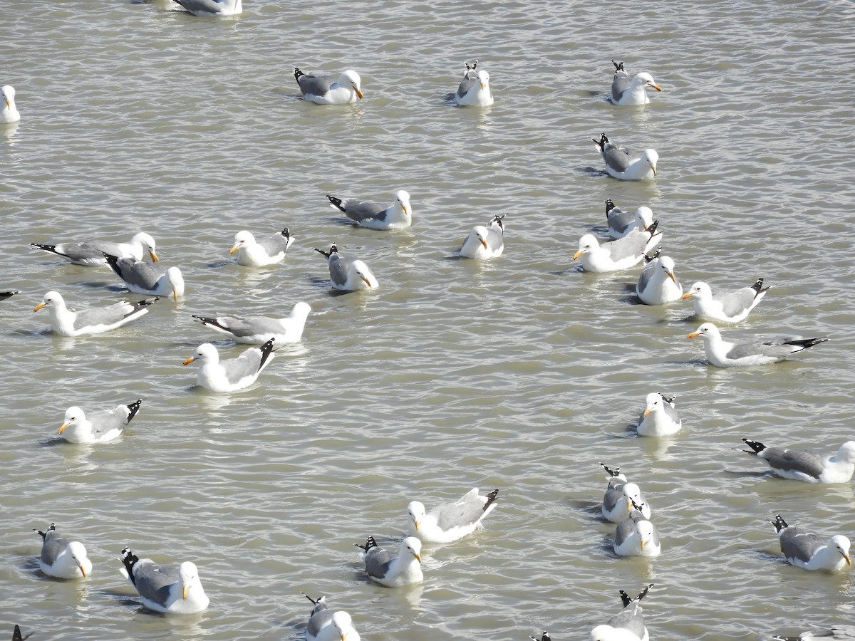 California Gull - Thomas Bürgi