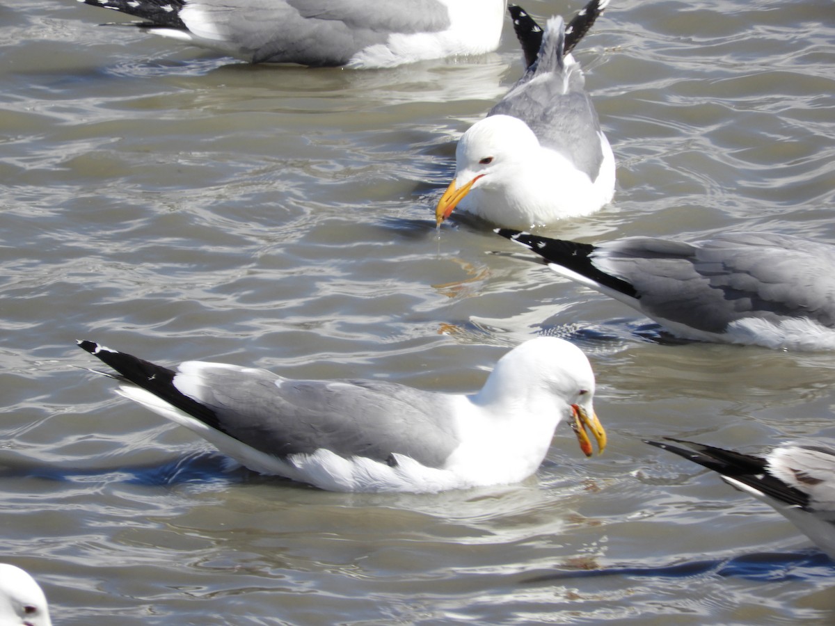 California Gull - Thomas Bürgi