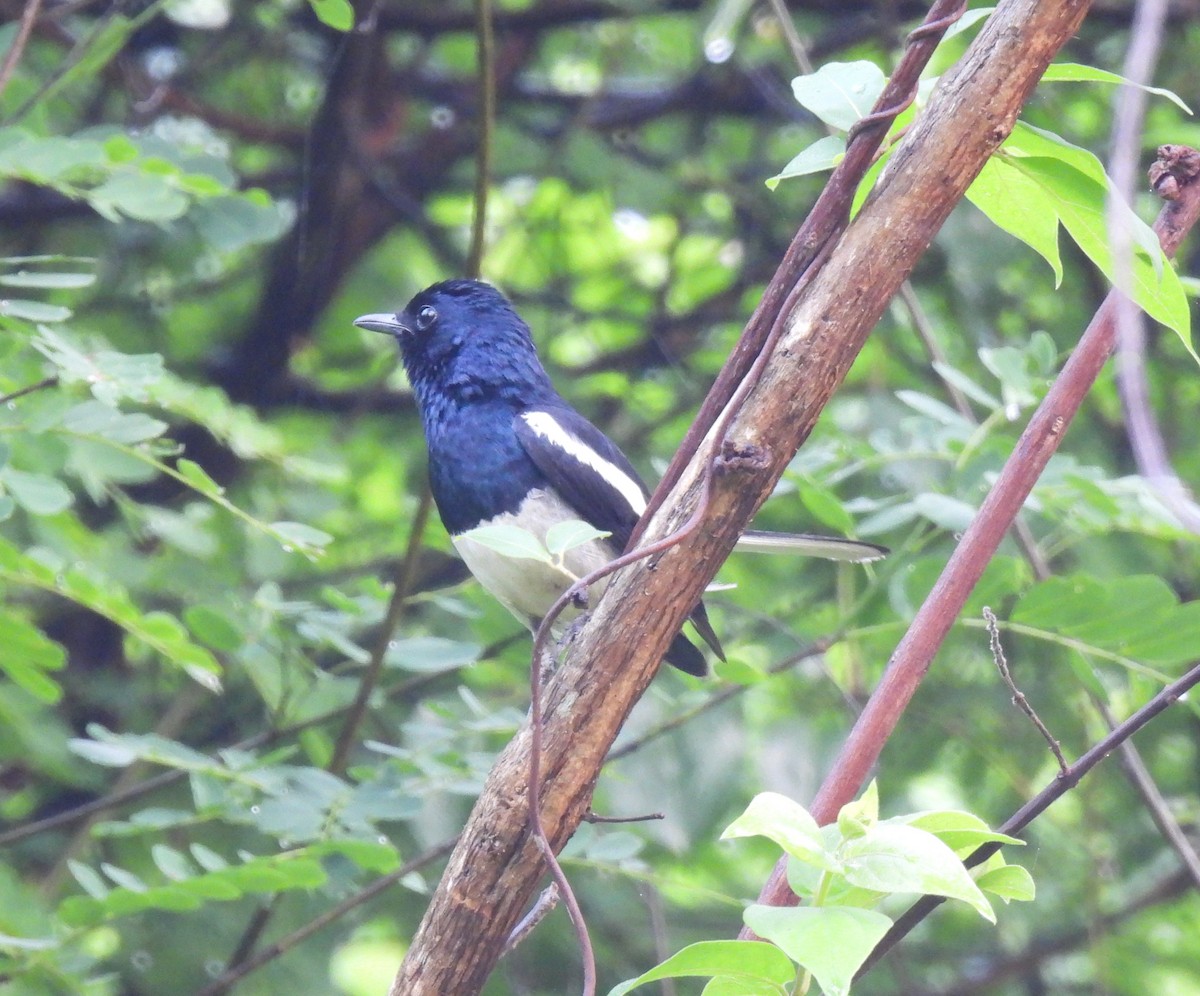 Oriental Magpie-Robin - Rama M V