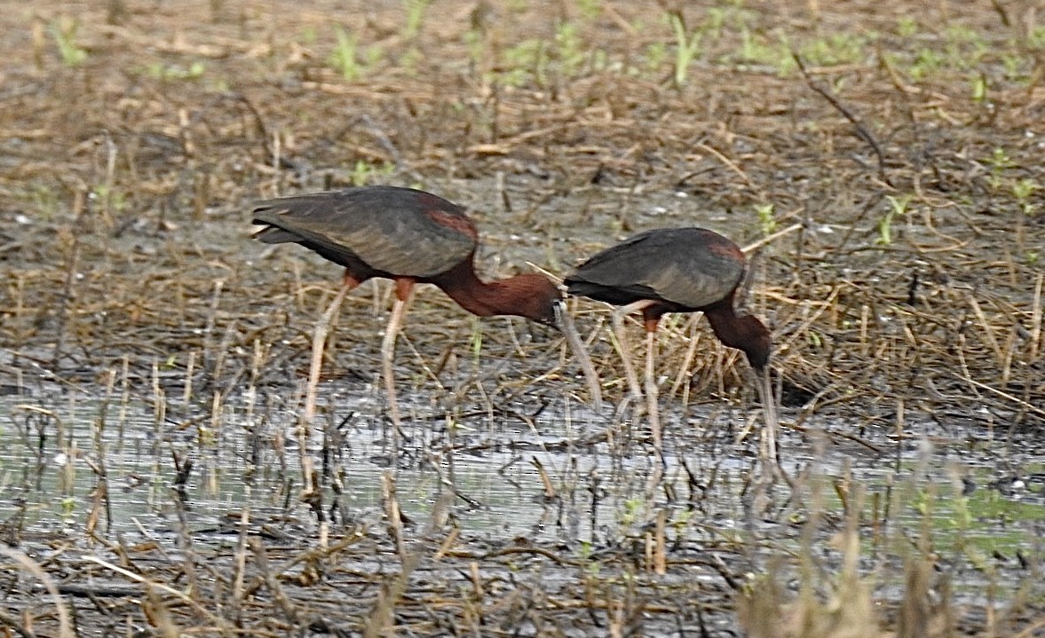 ibis hnědý - ML619525191