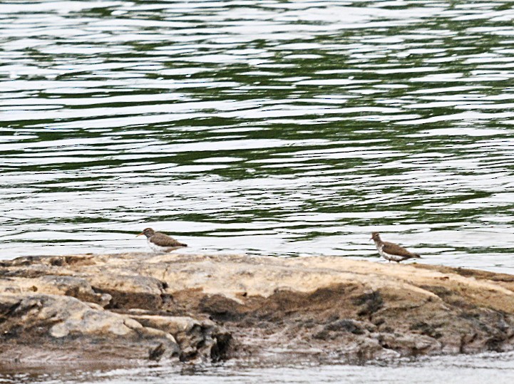 Spotted Sandpiper - Frank Wang