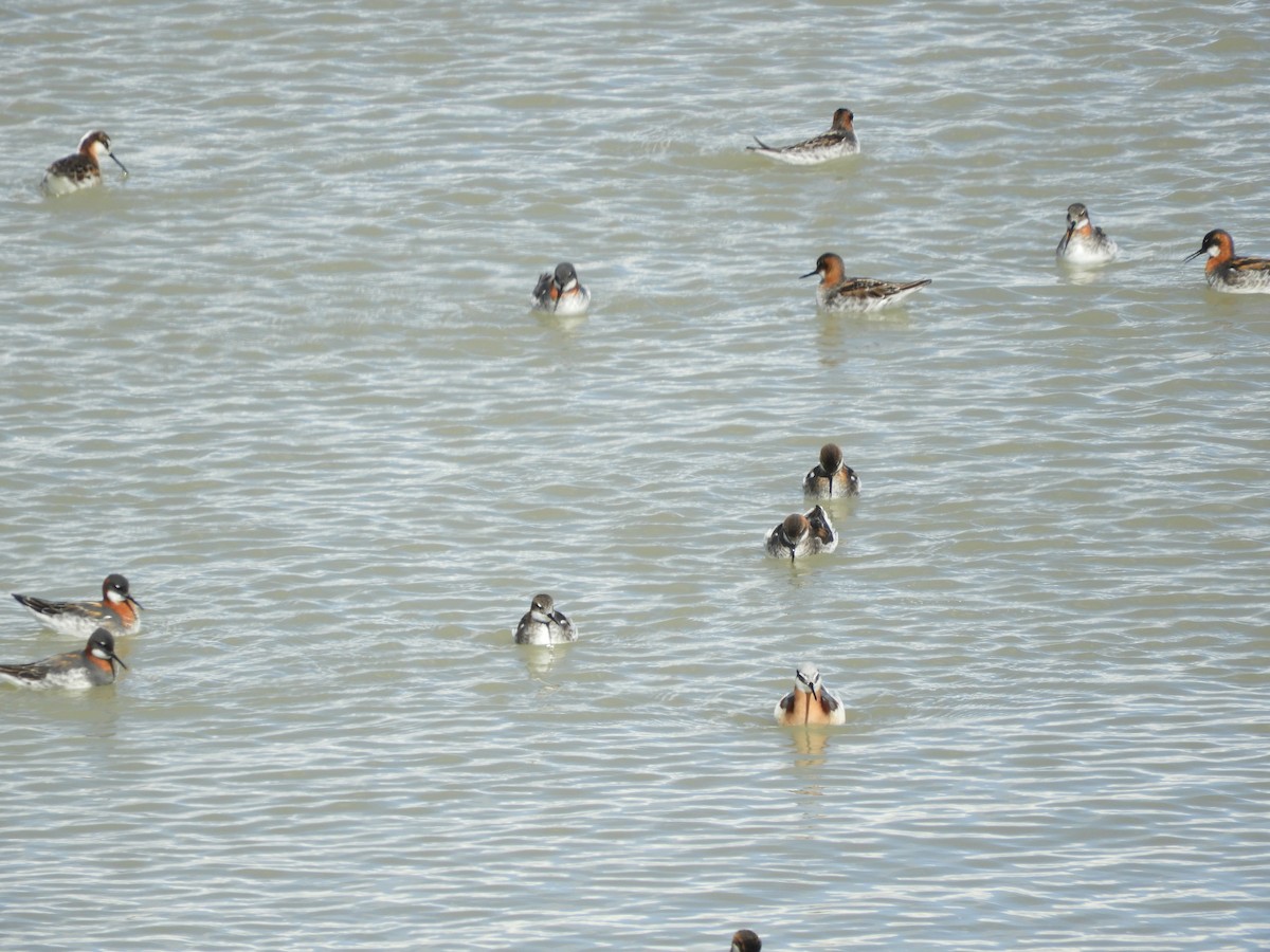 Wilson's Phalarope - Thomas Bürgi