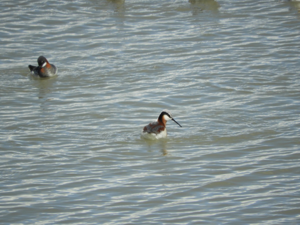 Wilson's Phalarope - Thomas Bürgi