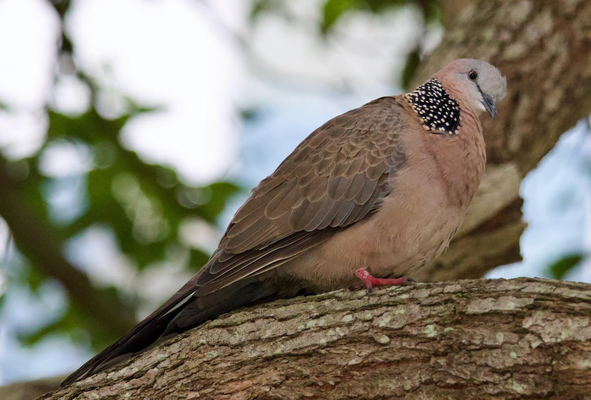 Spotted Dove - Ben Sheldon