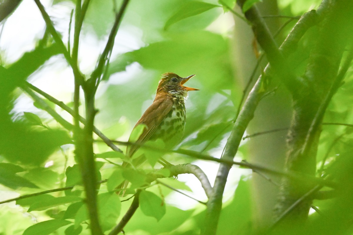 Wood Thrush - Dan O'Brien