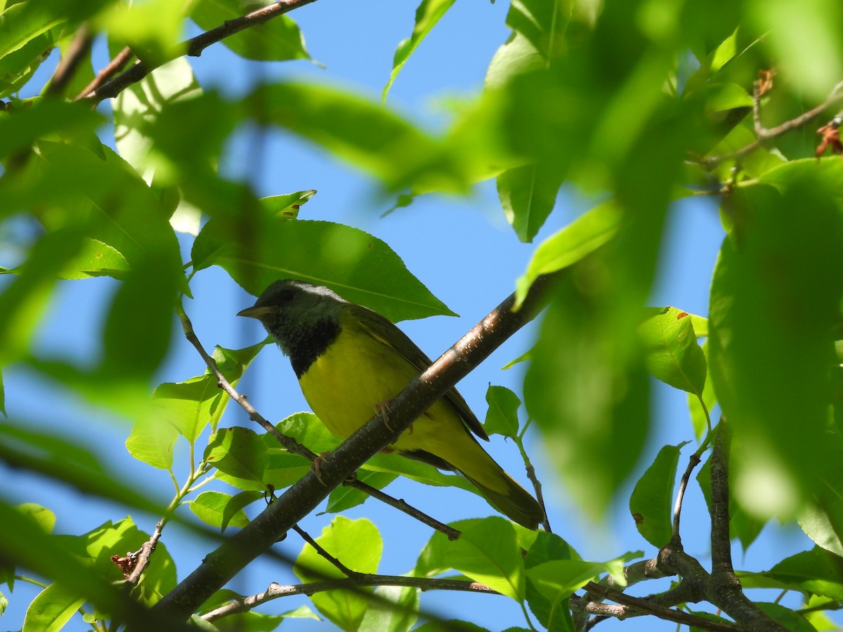 Mourning Warbler - Mary Russ