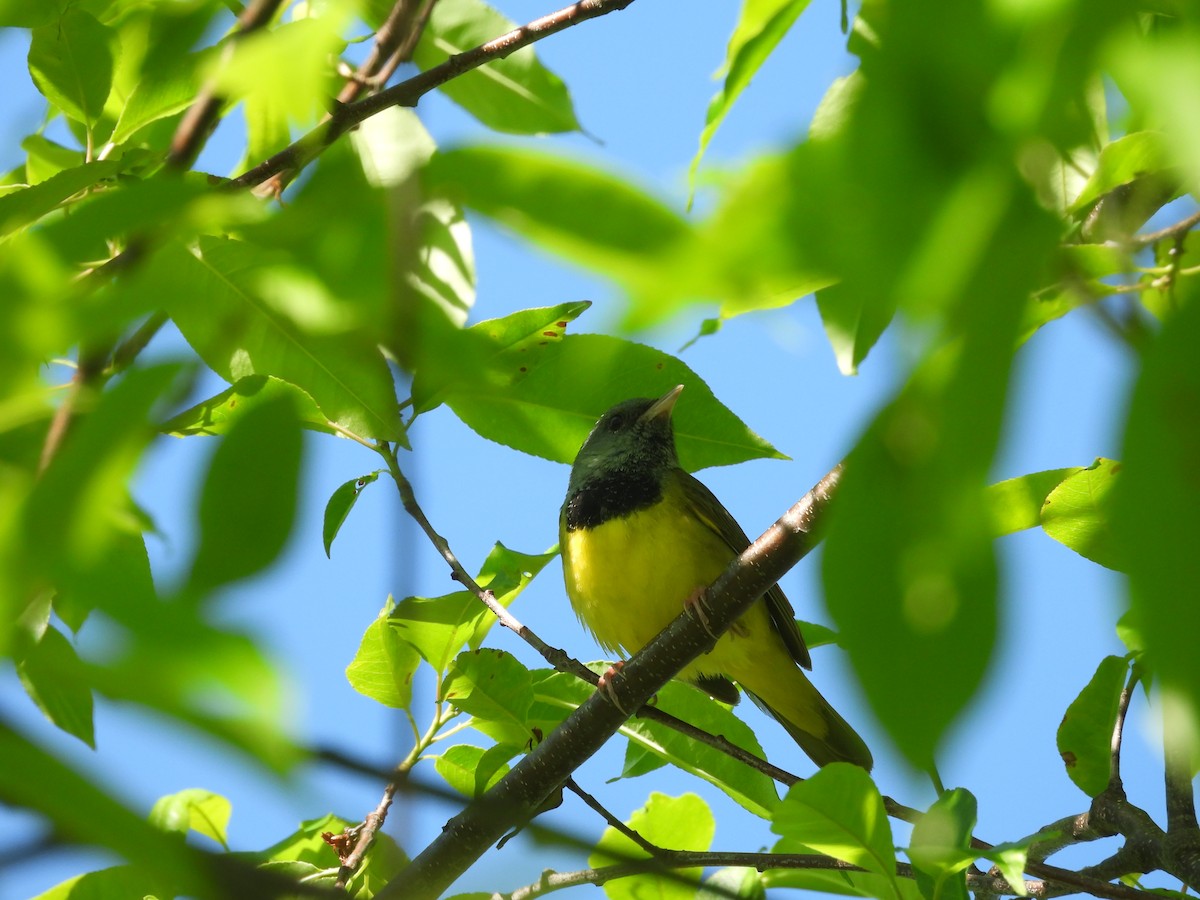 Mourning Warbler - Mary Russ
