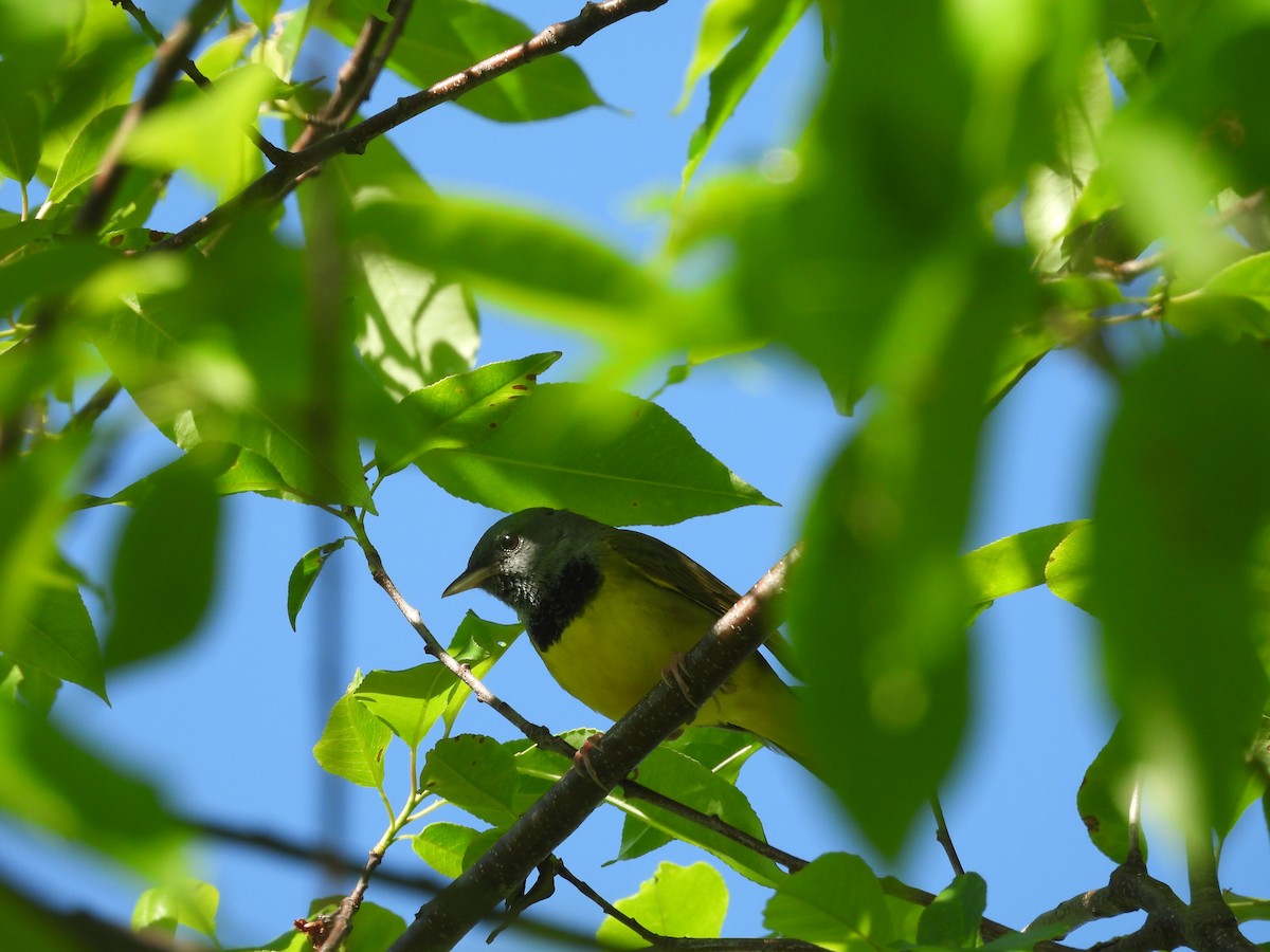 Mourning Warbler - Mary Russ