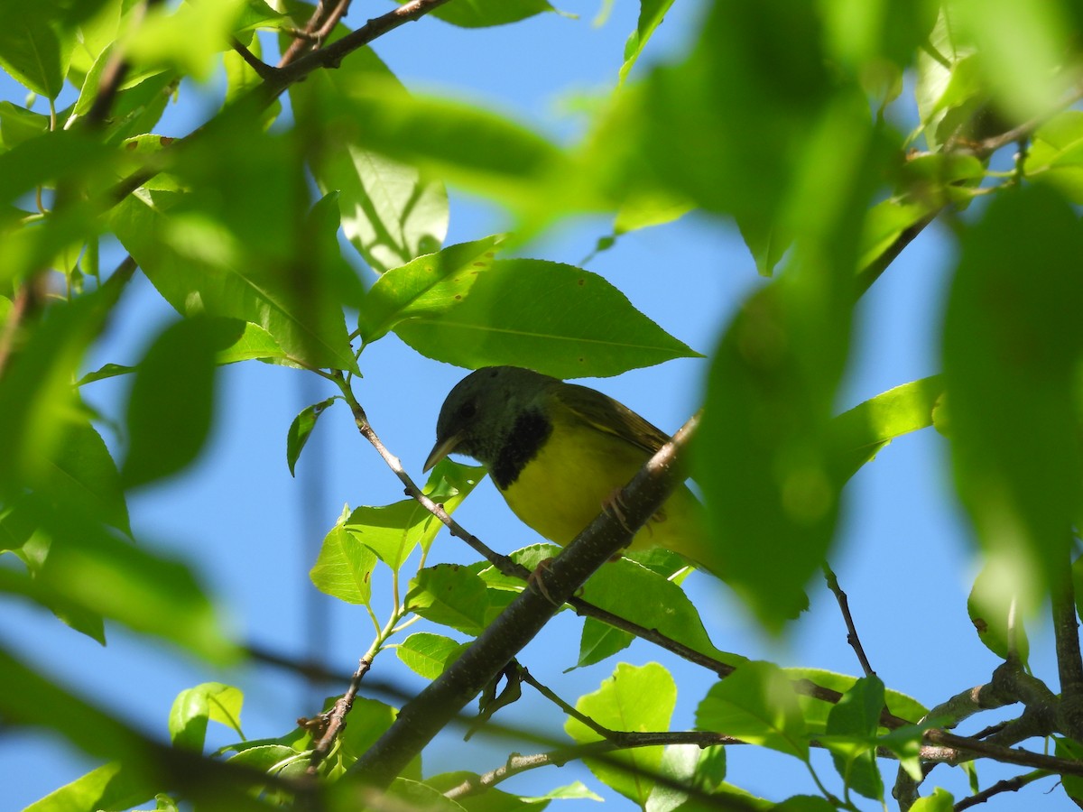 Mourning Warbler - Mary Russ