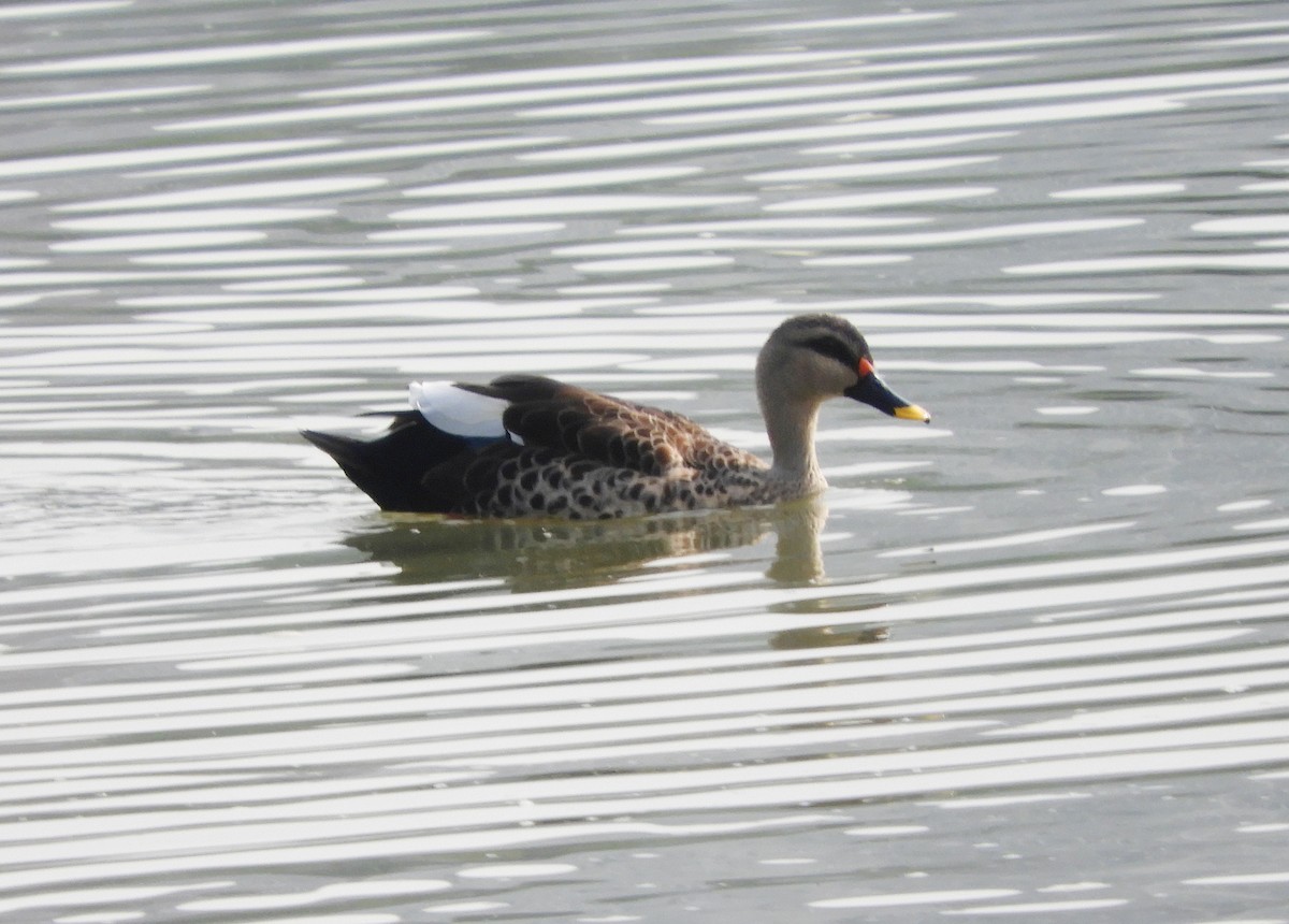 Indian Spot-billed Duck - ML619525209