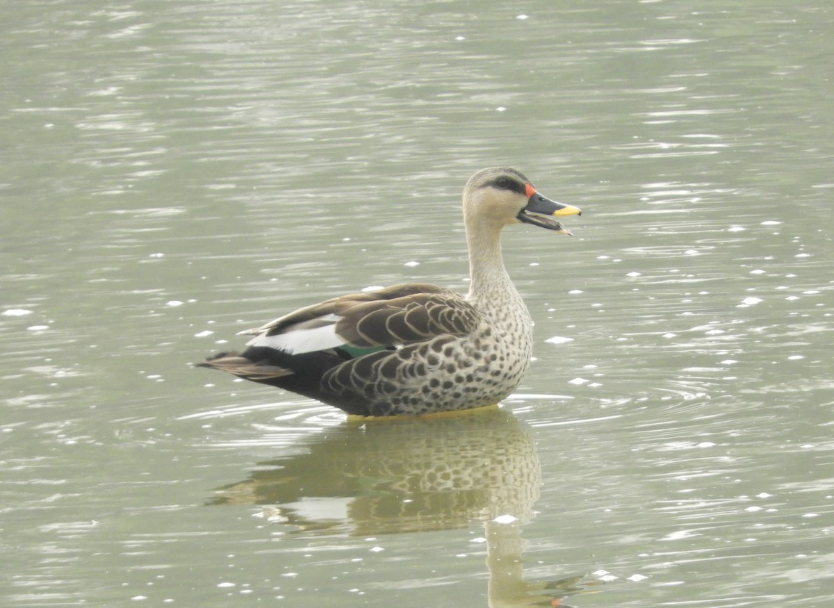 Indian Spot-billed Duck - ML619525211