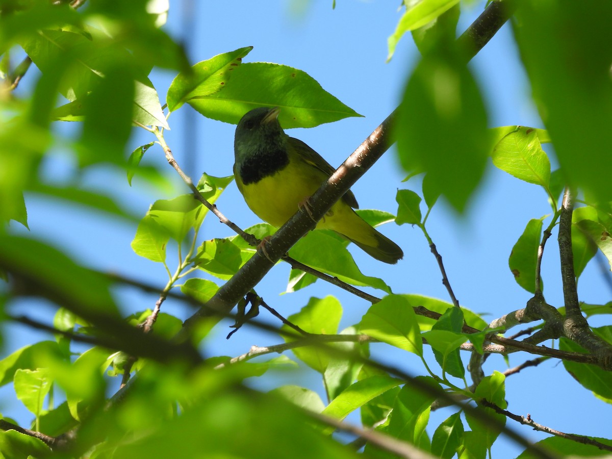 Mourning Warbler - Mary Russ