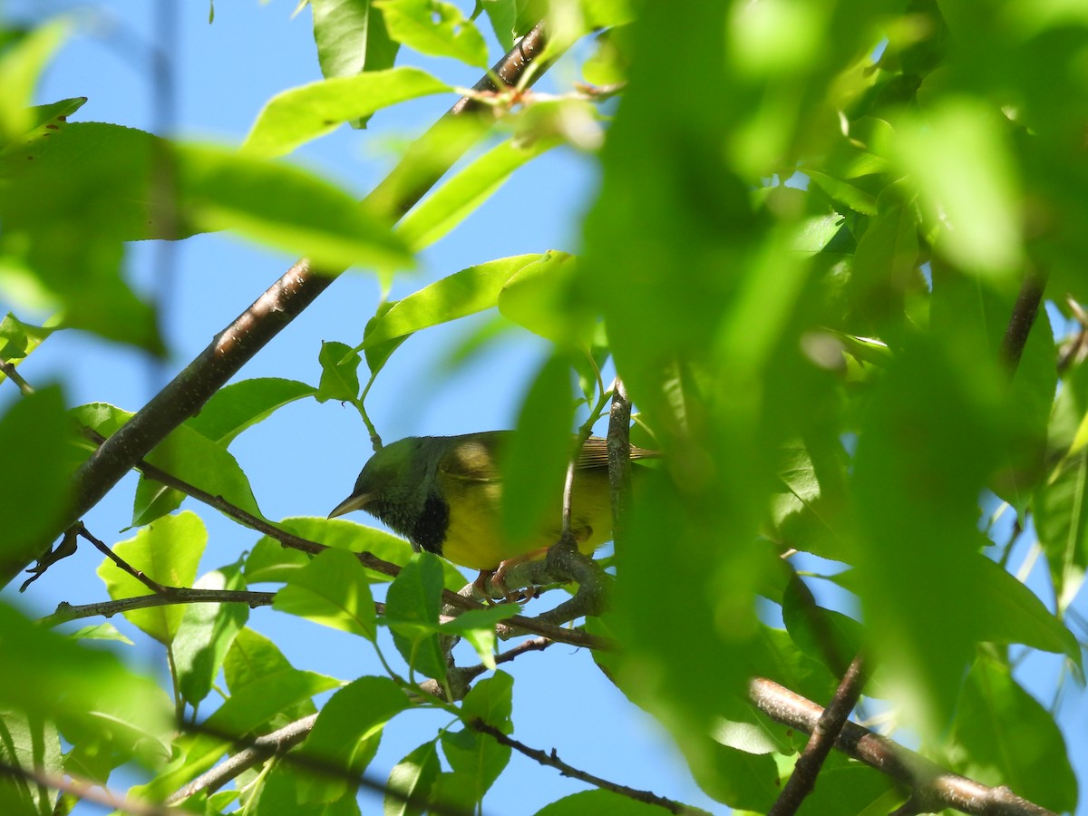 Mourning Warbler - Mary Russ